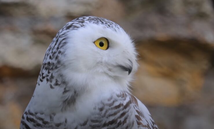 Snowy owl behavior