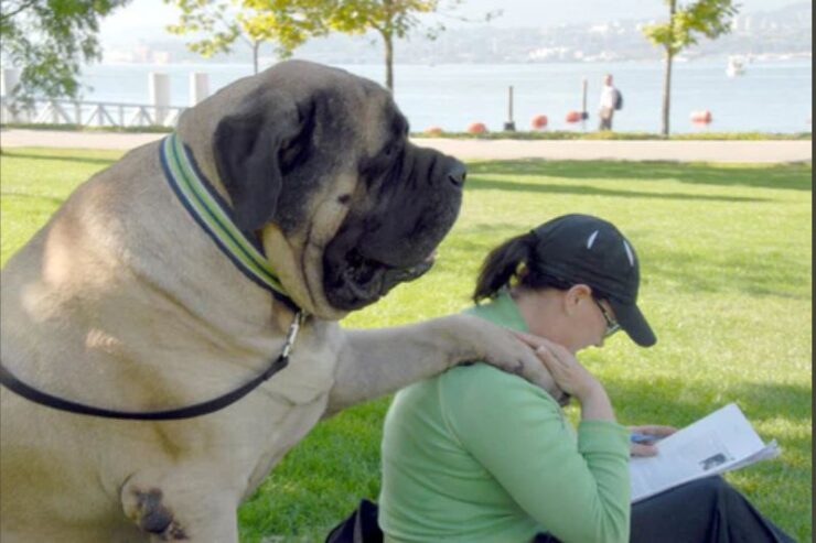 The biggest English Mastiff In The World Resting On Owner