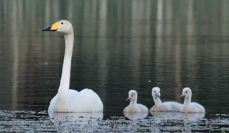 Trumpeter Swan Florida habitat