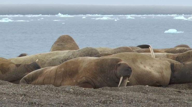 Walrus population