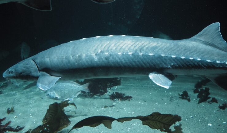 White sturgeon facts