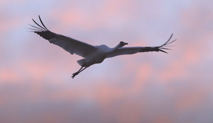 Whooping crane facts