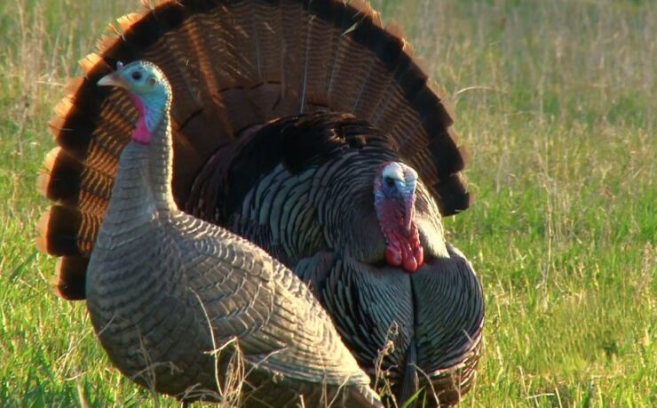 Wild Turkey wingspan