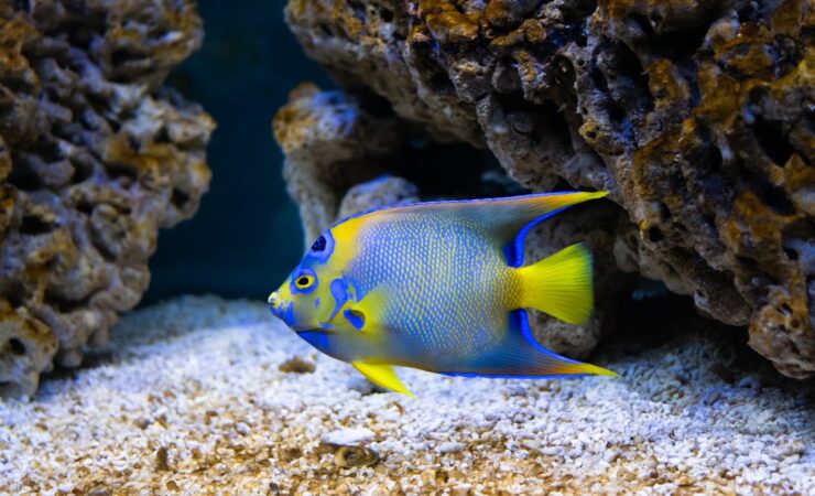 Top 10 Most Beautiful Fishes in the World - Icran