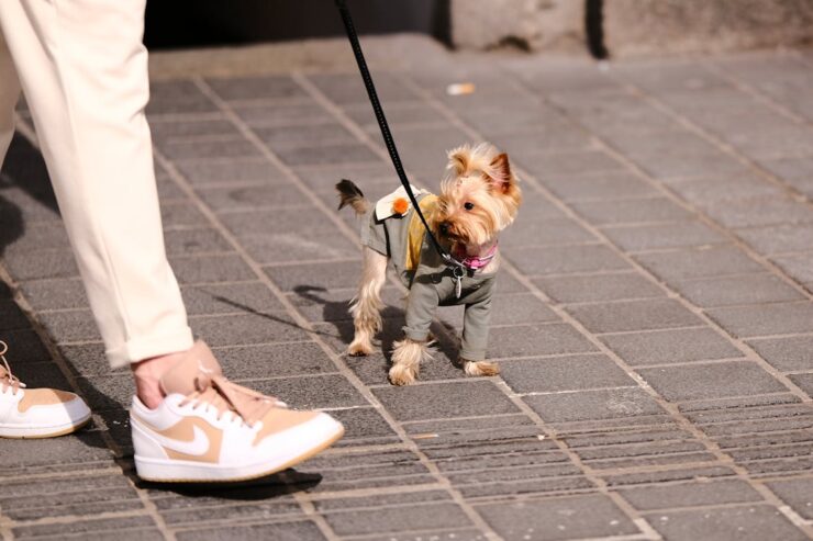 yorky in jacket